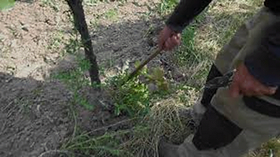 Ein Video das aufzeigt welche Zeiteisparung die AGRO HIPPE bewirken kann.