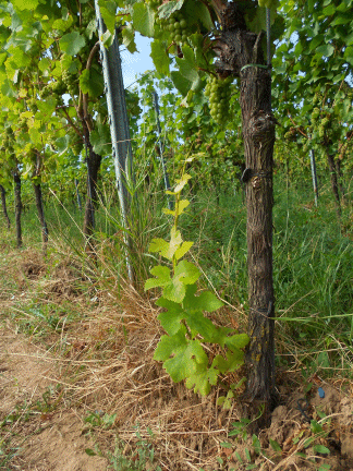 Das Rebstock- resp. Weinstocklaub kann mit der Agro Hippe geb&uuml;rstet oder abgestochen werden.