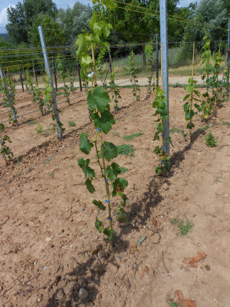 An Jungreben hat sich die AGRO HIPPE als besonders effizient erwiesen.
