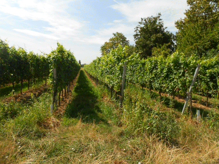Gegen&uuml;ber der Maschinenbearbeitung ist nicht zuletzt die geringe Bodenverdichtung im Weinberg von Vorteil.